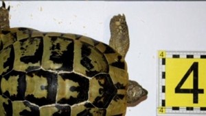 Vo vlastnom dome ilegálne chovala 26 druhov ohrozených korytnačiek, dnes jej hrozí väzenie