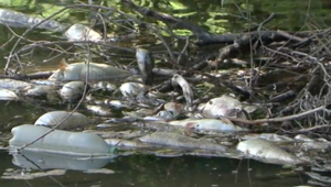 Neznesiteľný zápach a obavy z kontaminácie. Uhynuté ryby na brehu Hrona hnijú niekoľko dní