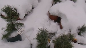 Požičovňa vianočných stromčekov zabezpečí živé, verné a dlhotrvajúce Vianoce