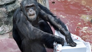 Vianoce milujú aj opice, tiež dostali darčeky