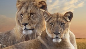 Pomaly sa môžeme rozlúčiť aj s levmi