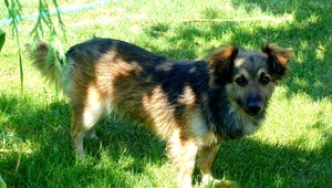 Hľadá sa kríženec jazvečíka Kevin, odmena istá