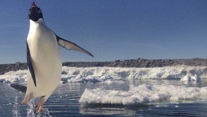 Zvieratá na Antarktíde sa môžu tešiť. Budú mať vlastnú rezerváciu