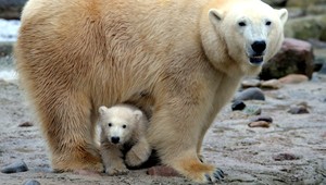 Vedci rozlúskli záhadu tučnoty polárnych medveďov