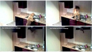 VIDEO. Keď pes utečie aj cez zadebnené okná...