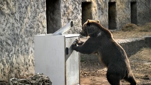 Polícia upozorňuje obyvateľov Tlmáč na pohyb medveďa hnedého v meste