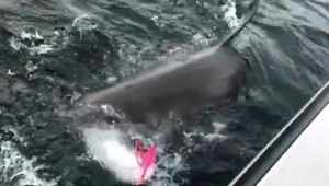 Rybár mal korisť na háčiku, nečakal útok žraloka