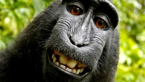Opica, ktorá si urobila selfie nemôže žiadať o autorské právo, uviedol súd
