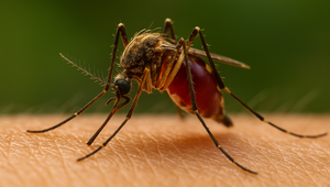 Západonílska horúčka sa rapídne šíri do celej Európy: Taliansko má už 10 obetí