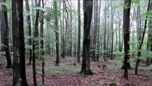 Medzinárodná blamáž. Ochranári žiadajú o vyňatie pralesa zo zoznamu UNESCO