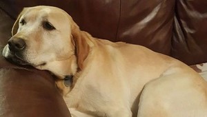 Mladík chcel pomôcť zatúlanému psovi. Zaskočil ho ale nápis na jeho známke