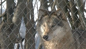 Ministerstvo pôdohospodárstva dalo zelenú odlovu 74 vlkov