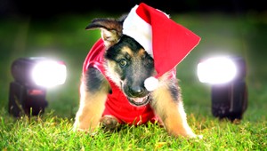 Pes ako vianočný darček? Dobre si to rozmyslite