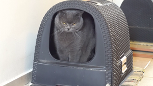 Koronavírusom sa nakazila už aj mačka. Odborníci odporúčajú vyhýbať sa tesnému kontaktu