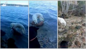 VIDEO: Pes zachránil topiaceho sa jeleňa