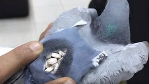 Poštový holub dílerom. Do väzenia doručoval drogy