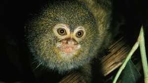 Najmenšia opička na svete si pochutnáva na makaróne