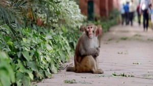 VIDEO: Opice ukradli študentovi batoh, dlhé minúty s nimi vyjednával