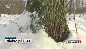 Neznámy páchateľ vyčíňal s motorovou pílou v lese