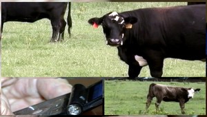 Švajčiarske kravy vedia písať sms. Potrebujú to ako soľ