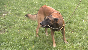 Pes pohrýzol človeka. Viete, aké máte práva a povinnosti?