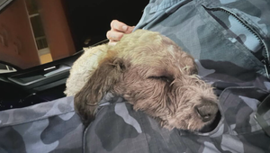 Šteniatko ťahal za bicyklom zviazané vo vreci. Páchateľovi hrozí za brutálny čin 5 rokov za mrežami