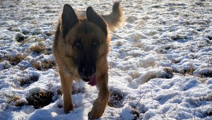 V Jánovciach pri Poprade sa stratil vlčiak Astor