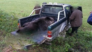 Tragická nehoda, ktorú zapríčinil medveď, rozpútala slovnú vojnu. Obyvatelia trvajú na svojej pravde