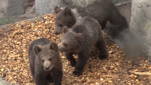 Zachránené medvieďatká v bojnickej ZOO môžu návštevníci vidieť už aj naživo