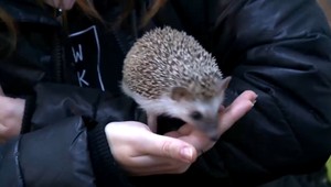 Dnes je najdepresívnejší deň v roku, takzvaný modrý pondelok. V zlom období dokáže pomôcť aj ježko