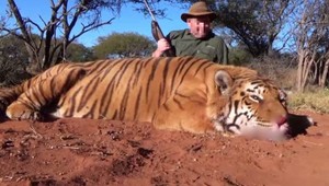 FOTO: Slovák odišiel do Afriky, aby zastrelil tigra. Polícia sa s ním nemaznala