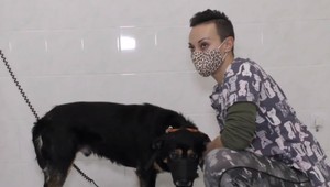 Beštiálny počin muža: Nožom dobodal svojho psa, ten sa od strachu ukryl za domom