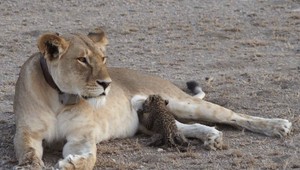 Svetový unikát! Levica kŕmi leopardie mláďa vo voľnej prírode