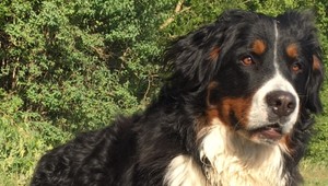 Poľovník zámerne postrelil psa. Hrozí mu amputácia nohy