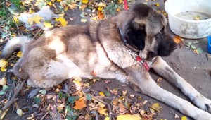 Bol zanedbaný a v zúboženom stave. Lekári psa už nezachránili