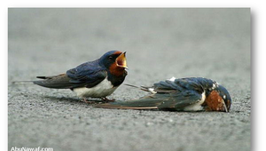 FOTOGALÉRIA: Zo smútiacej lastovičky sa stal virál. Polícia upozorňuje vodičov