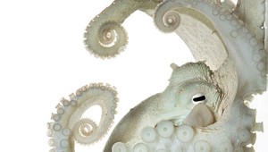 Fotografie ukazujú krásu aj krutosť na Zemi