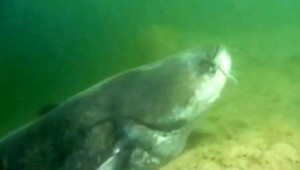 V Draždiaku žije dvojmetrové monštrum