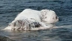 More vyplavilo TOTO chlpaté monštrum