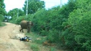 VIDEO: Náročná záchrana slona. Na pomoc musel prísť báger