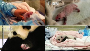 VIDEO: ZOO zverejnila jedinečné zábery. Takto sa vyvíjala panda 30 dní