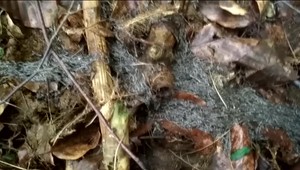 Sninčanovi sa podarilo zachytiť vzácny prírodný úkaz