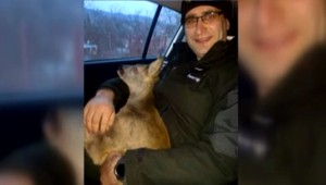 Zaseknutý srnček v bráne. Na pomoc museli prísť policajti