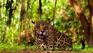 Prvý jaguár žil na Slovensku