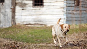 Ženu (82) pred plameňmi zachránil jedenásťročný labrador