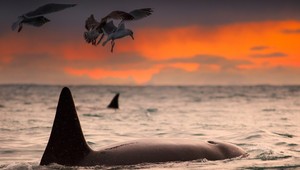 Zomrela najstaršia kosatka