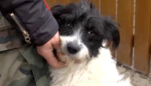 Zo psíka mal byť živý terč. Humenskí kriminalisti riešia smutný prípad týrania