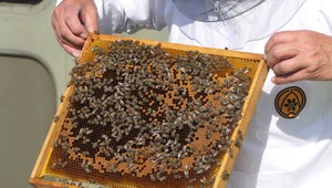 Výskyt moru včelieho plodu: Včelár prišiel o celý chov