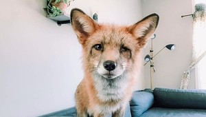 Zoznámte sa s netradičným domácim miláčikom. Chovateľka prezrádza, aké je to žiť pod jednou strechou s líškou