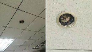 Japonských robotníkov špehuje pri práci mačka, tu je dôkaz